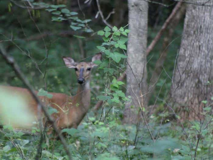 Orleans Trail Wildlife