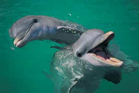 Deux dauphins joueurs à Jervis Bay