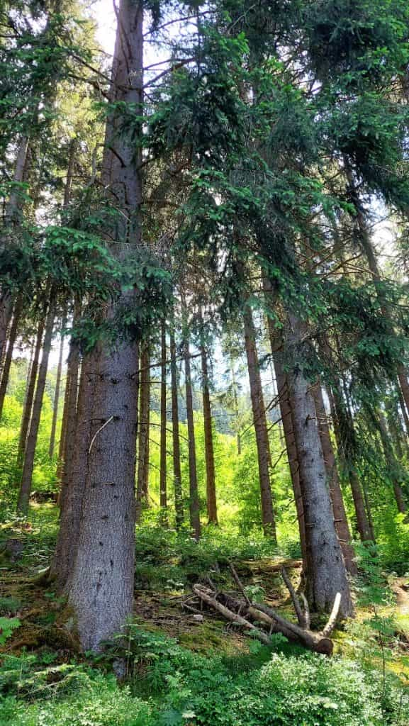 Randonnée dans la Forêt Noire