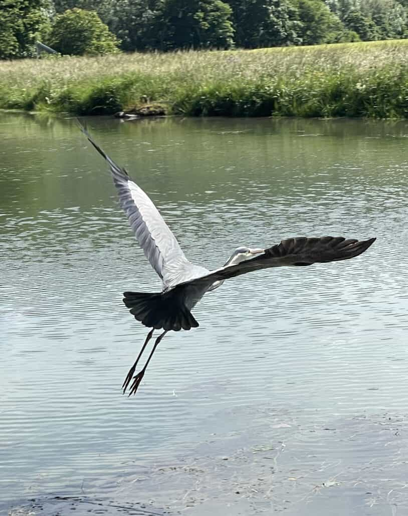 A lovely Heron