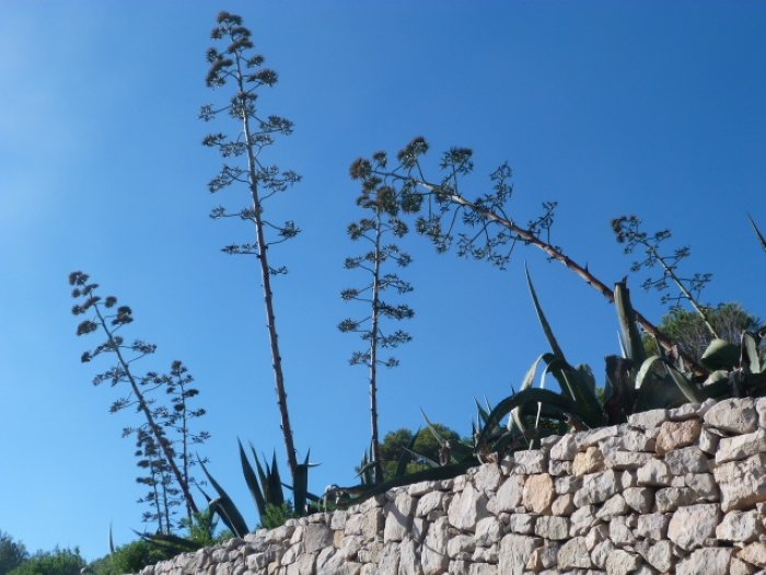 agave flowers