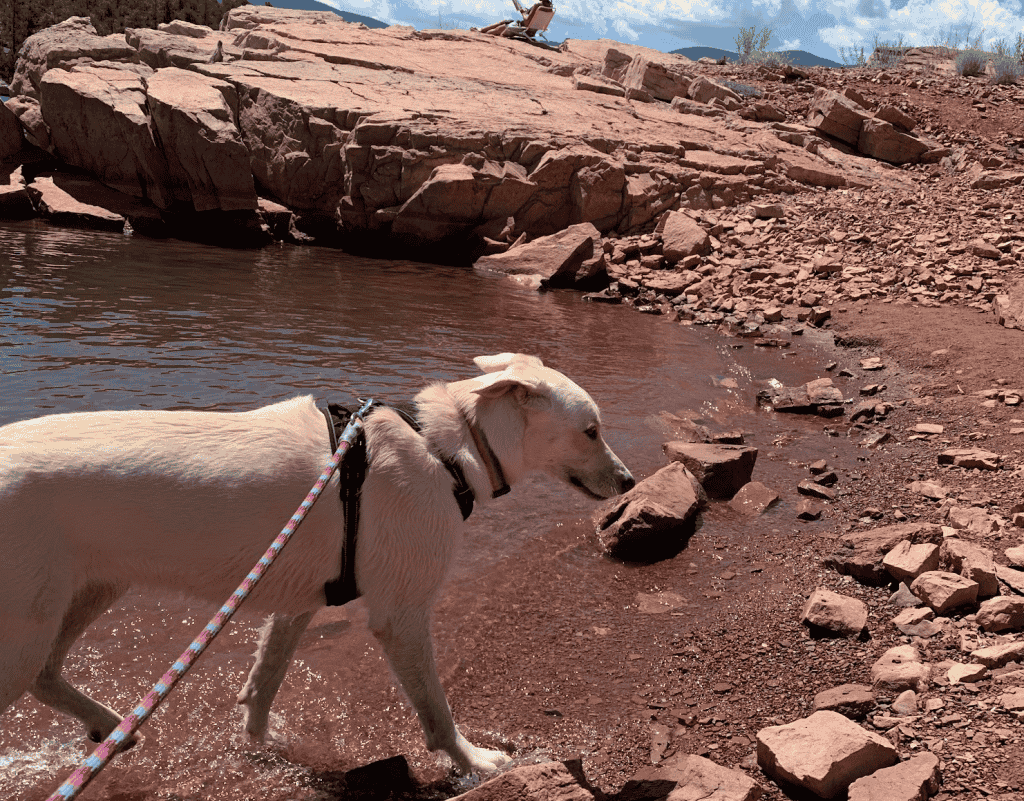 Photo courtesy of dogfriendlyslc.com