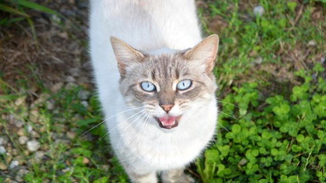 Comment calmer une chatte en chaleur ?