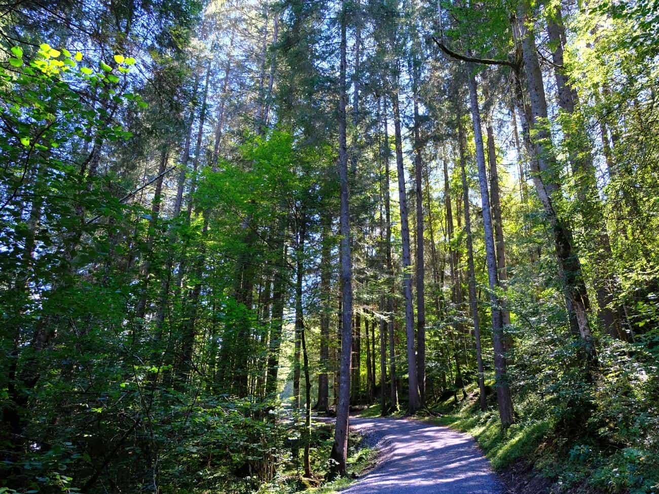 Morzine Forest