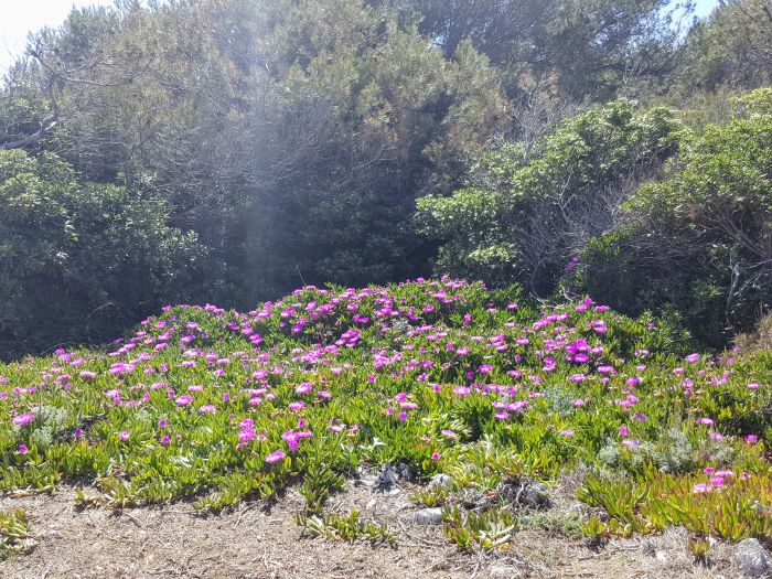 flowers on the coast