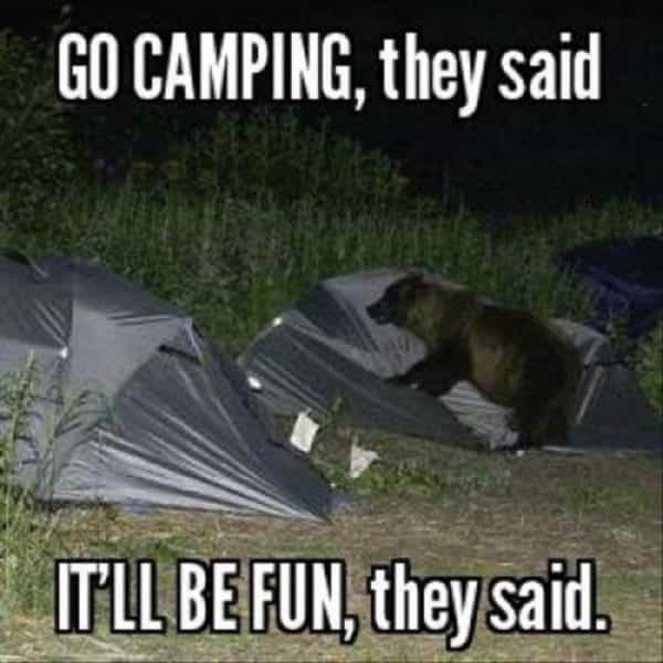 Meme de camping animaux qui envahissent le camp