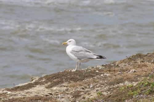 goeland Saint Hilaire de Riez