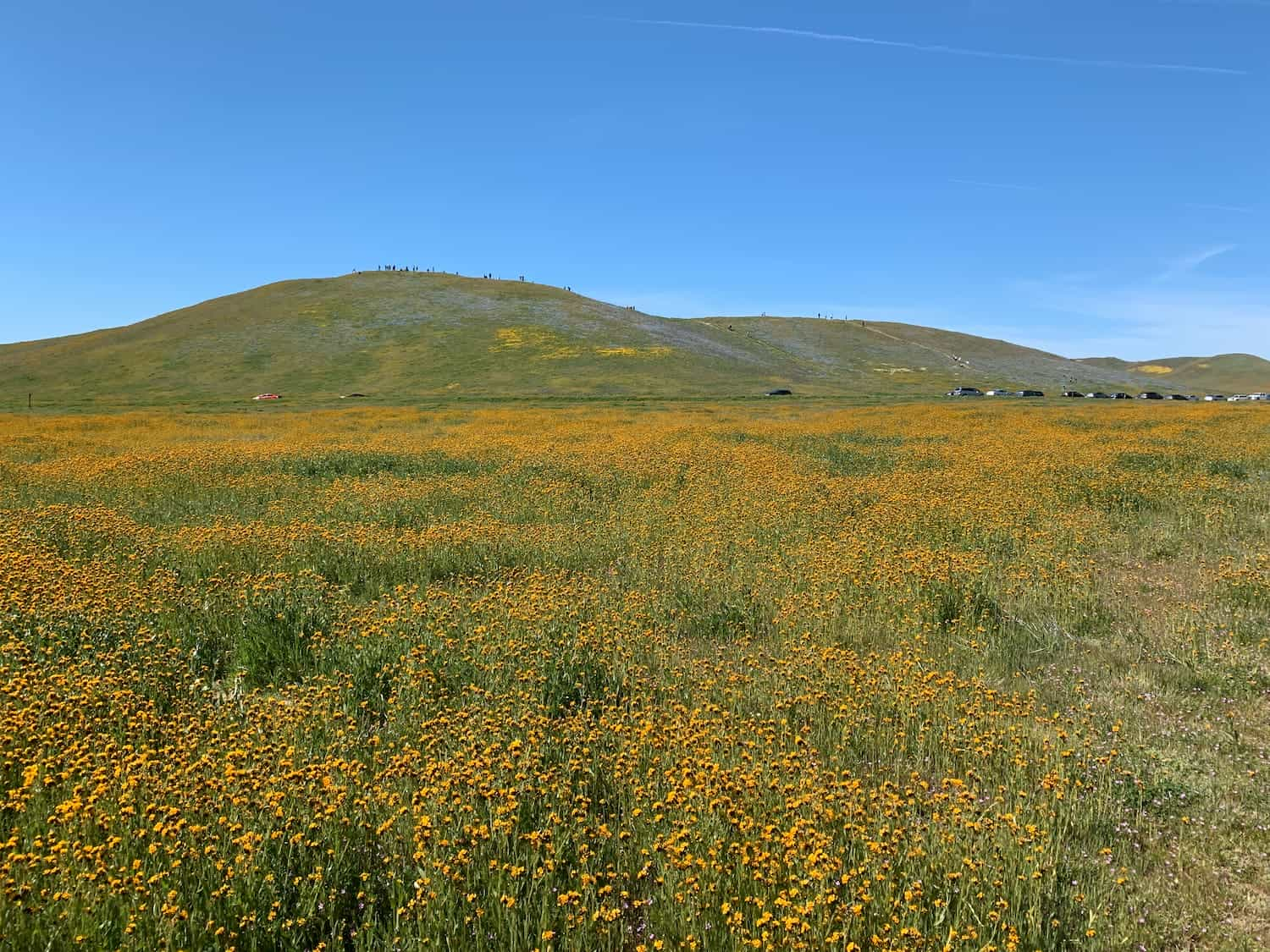 wildflowers over grassland