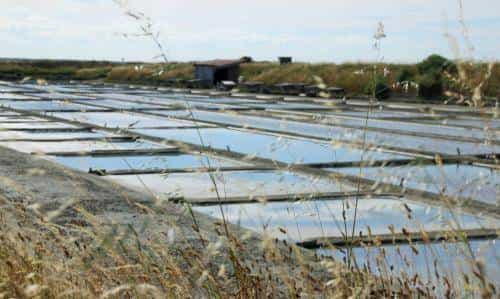 Marais Salants