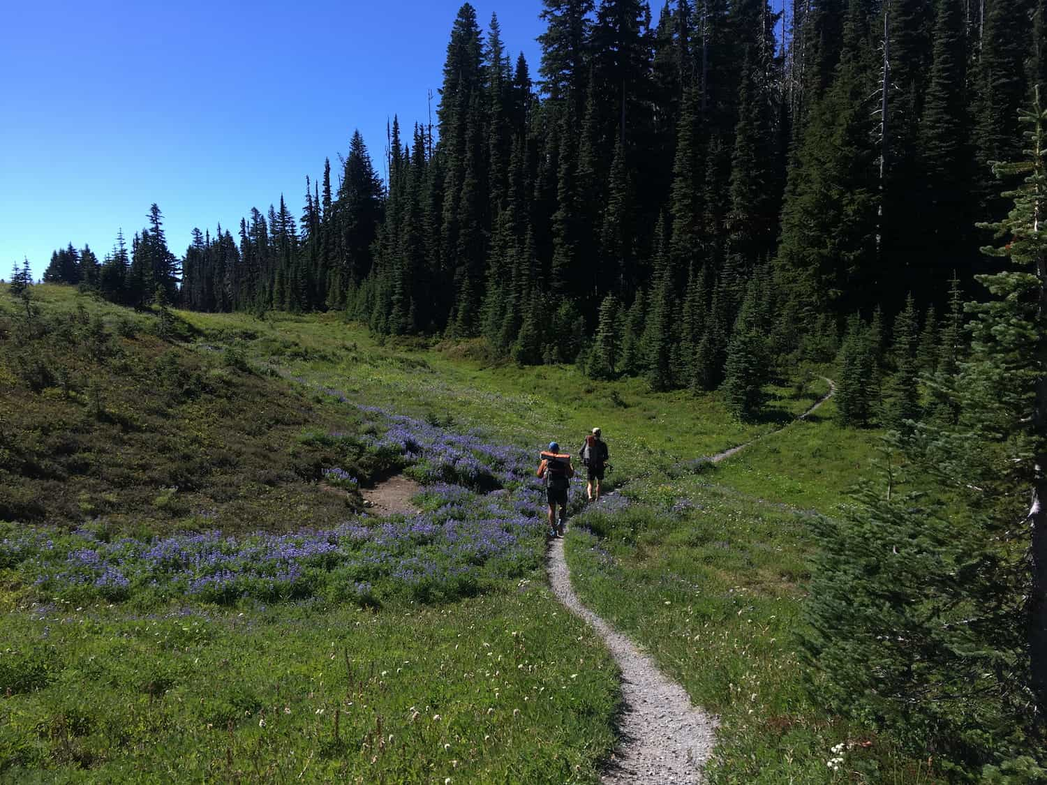 wildflowers and hikers along trail