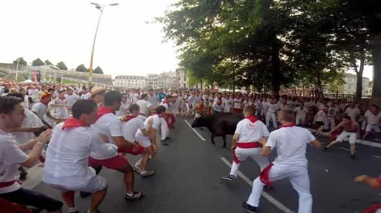 The bull skirting past us inside the ring.