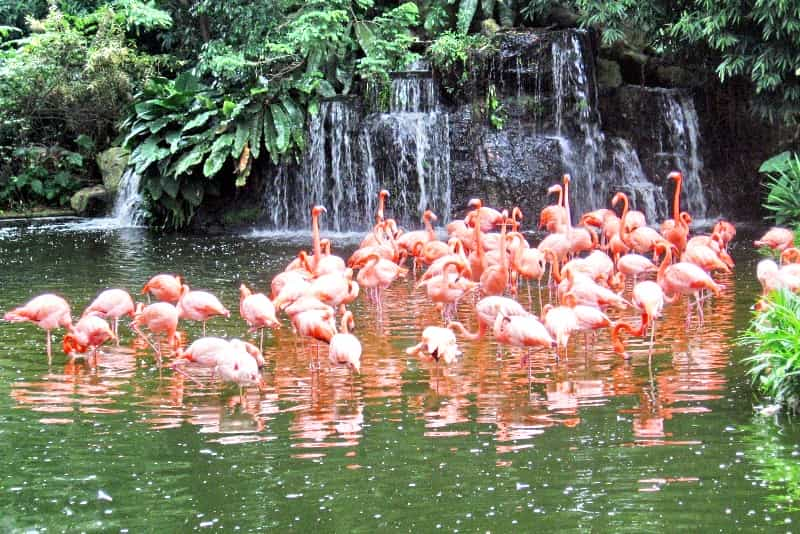 Wildlife Habitat at the Flamingo