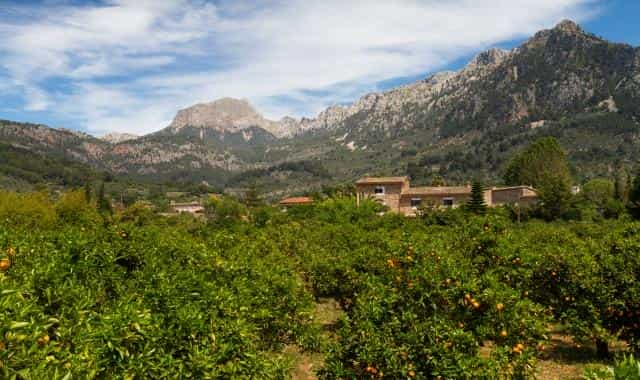 Orange trees with mountain range in the background in Mallorca