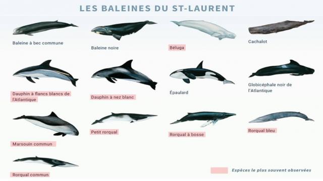 Observation des baleines à Tadoussac