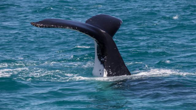 L'observation des baleines en Islande