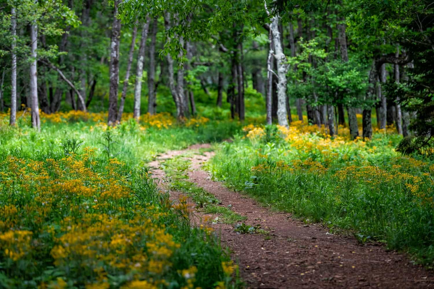 flowers on trail at shenandoah