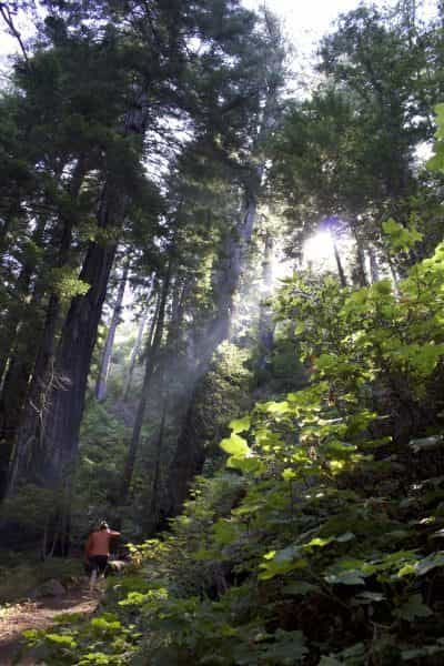 Our hike in big sur with redwoods