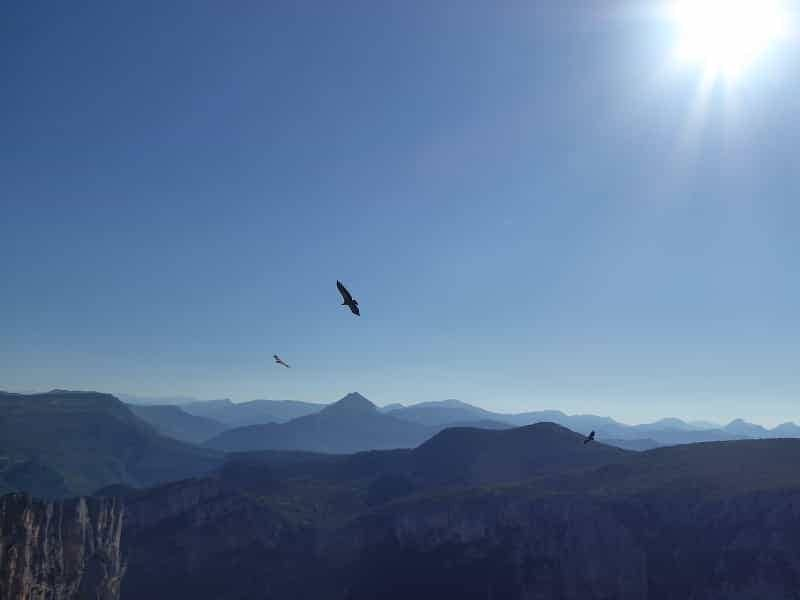 Vultures circling at Belvédère du Pas de la Bau